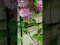 17 Small Flowering Vines For Trellises