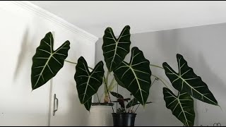 An effective method to keep houseplants pest free, February update, with auto generated English Subs