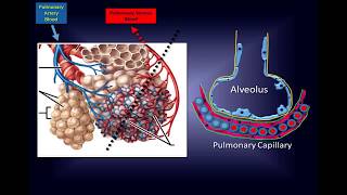 Intravenous Vitamin C: Pathway to a New Therapy to Save Lives