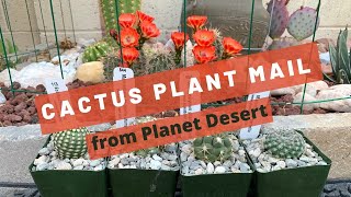 Cactus Plant Gifts from Planet Desert