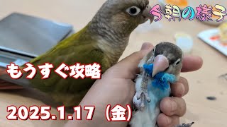 《2025.1.17》もうすぐ攻略のみるく【今朝の様子】ボタンインコ＆ウロコインコ