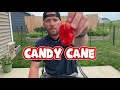 Candy Cane Pepper Review