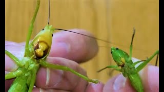 鳴くのをやめないウマオイと、キリギリス達の顔比較 Compare the faces of similar but different kinds of katydid