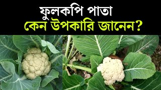 ফুলকপি পাতা কেন উপকারি জানেন? || ফুলকপি পাতার উপকারিতা  || BD Advice