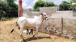 NAGAURI BAIL // How two bulls are looking at their partner together