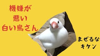 白文鳥文鳥動画「ちょっと機嫌の悪い白い鳥さん」可愛いjava sparrow