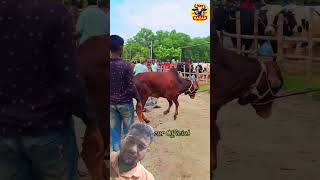 বাংলাদেশের হাটে নতুন গরু উঠেছে #bull #cow