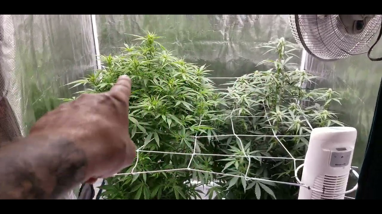 Organic And Dwc Cannabis - YouTube