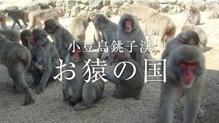 銚子渓お猿の国｜ビーウェーブの小豆島旅行