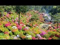 amazing tsutsuji flower