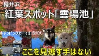 2022紅葉真っ盛りの軽井沢　雲場池　ここを見逃す手はない！