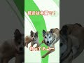 犬を待ち受けていた大自然の洗礼 shorts