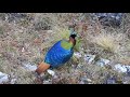 himalayan monal male from chopta uttarakhand 2020