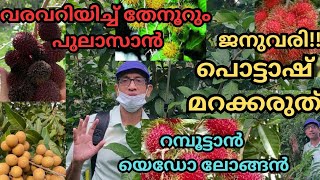 റമ്പൂട്ടാൻ,പുലാസാൻ,ലോങ്ങൻ..നന്നായി പൂക്കുവാനും,കൊഴിച്ചിൽ കുറയ്ക്കുവാനും തയ്യാറെടുപ്പ് തുടങ്ങാം#bloom