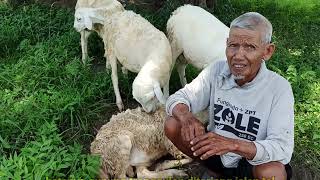 kejadian heboh❗awalnya 2 kambing dan berkembang jadi ratusan.