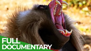 Wildlife - Just Monkeys | Free Documentary Nature
