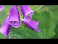 an english garden. nature through the seasons. birdsong nature ambience