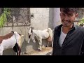 lalukhet bakra mandi latest update 6 october 2024 bakra mandi