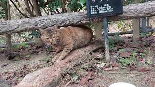 シャー子ちゃんも出て来てくれました❗お決まり山茶花🌹の場所で朝ご飯⤴️直ぐビビるシャー子ちゃんも可愛いでしょ❤️