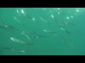 atlantic mackerel underwater