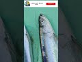 துப்பு வாழை மீன் fishing fishermen fishingvideo fishcatchingvideos fish food seafood