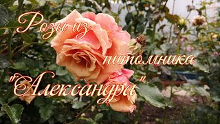 Роз много не бывает 🤩. Саженцы из питомника Александра 🌹