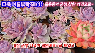 다육이를부탁해(1) 가성비 좋은 군생 다육이 면역체가 강한 펄본베르크금 착한가격으로 입고