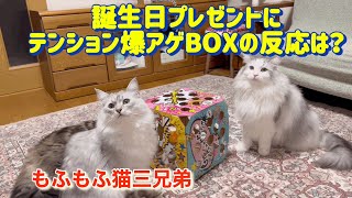 テンション爆アゲBOXプレゼントしたラガマフィン猫三兄弟の反応はこんなでした。