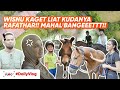 TOK TOK STABLE 14 HEKTAR  NABILA SYAKIEB , LIAT KUDA PARA ARTIS SE HARGA MOBIL| #dailyvlog