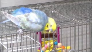 【インコ】インコ巡査、かゆいかゆい。