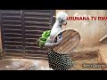 umunya rwanda uririmba indirimbo za diamond platnumz comedy nyarwanda 2022 song video tanzania