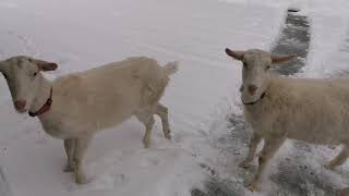 本格的な雪！ヤギは元気に駆け回っています！