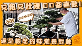 又粗又壯連OO都喜歡！還是懷念的味道最對味～｜台灣銘園庭園美術館