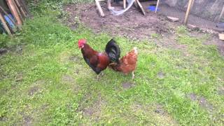 Rooster flapping his wings and doing Rooster Dance around chicken