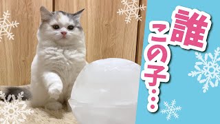 デカすぎる氷にドン引きする子猫【おしゃべりする猫】 【猫アテレコ】