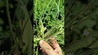 Plantain or Plantago species identification, medicinal use in western and Chinese medicine