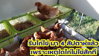 ไก่ไข่ รับมา 4 สัปดาห์!  เมื่อไหร่?ถึงจะเริ่มไข่ใบแรก