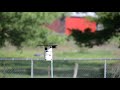 Tree Swallows Nest Building