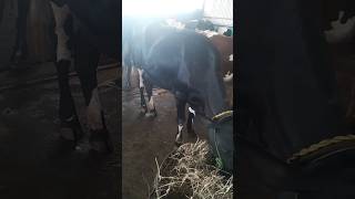 karupiiku oosi potachunga cross than...#shorts#trending#viral#cow