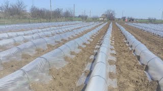 Висадка помідора під плівку. Асвон, Херсонська обл.