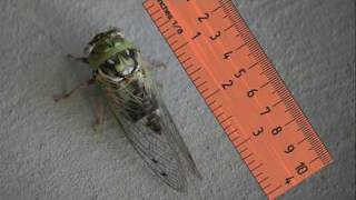 Giant Cicada Song