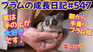 Bushbaby Plum's Growth Diary ショウガラゴ プラムの成長日記 #547