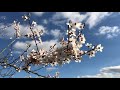 exotic cherry blossom trees you ll fall in love beautiful lives 24