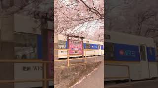 The train station covered with Sakura 🌸🌸🌸 #anime #japan #shortvideo #teamRT001