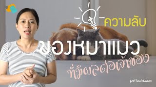 pettochi : ความลับของหมาแมว ที่มีผลต่อเจ้าของ