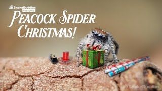 A Peacock Spider Christmas