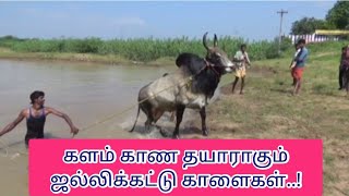 விருதுநகர் |களம் காண தயாராகும் ஜல்லிக்கட்டு காளைகளுக்கு தீவிர பயிற்சி | JALLIKATTU TRAINING |2021