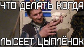 Что делать когда лысеет цыплёнок