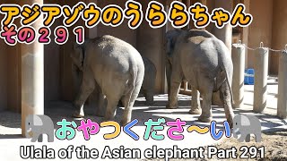 アジアゾウのうららちゃん（２９１）🐘おやつくださ～い🐘（東山動植物園）Ulala of the Asian elephant Part 291