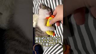 ネコさんの動画見て笑ったら寝ろwwwwwww